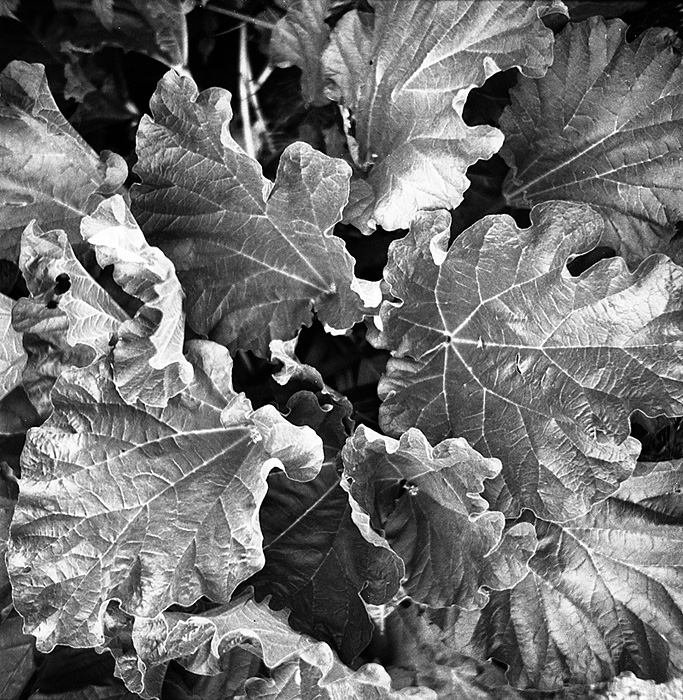 Rhubarb