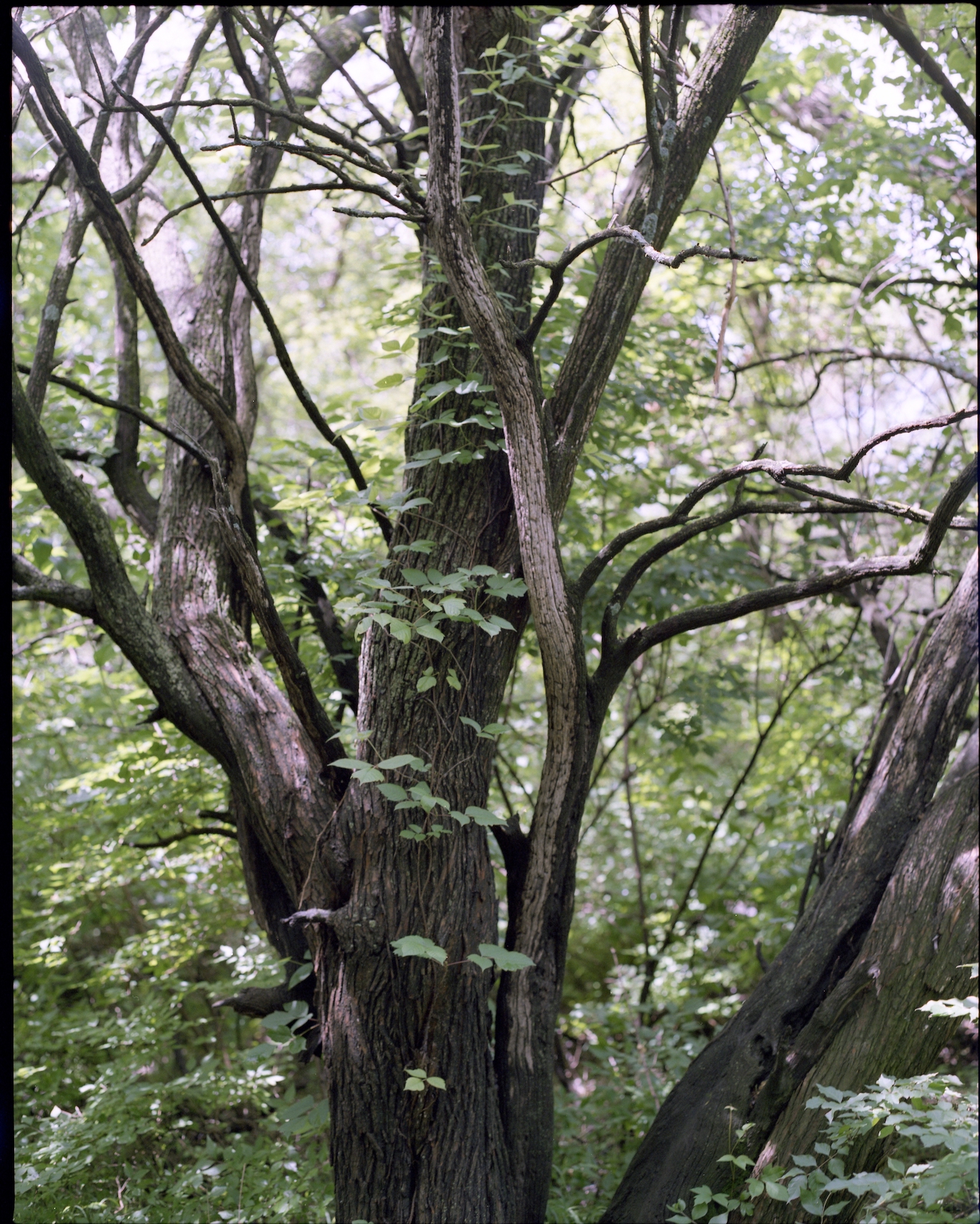 Rhus Toxicodendron aka Toxicodendron Radicans