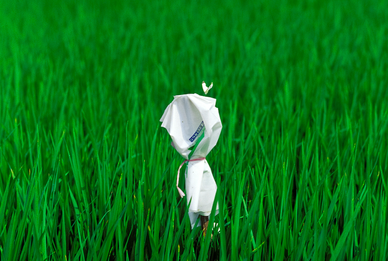 rice field