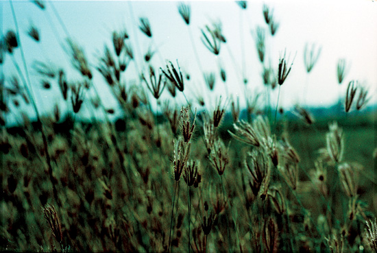 Rice Fields At Dusk