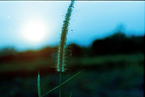 Rice Fields At Dusk