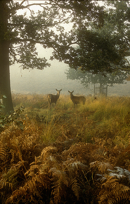 Richmond Park on a misty morning