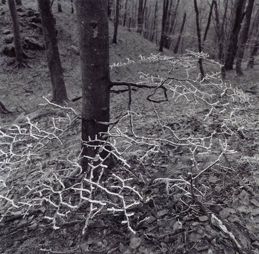 Rime on trees