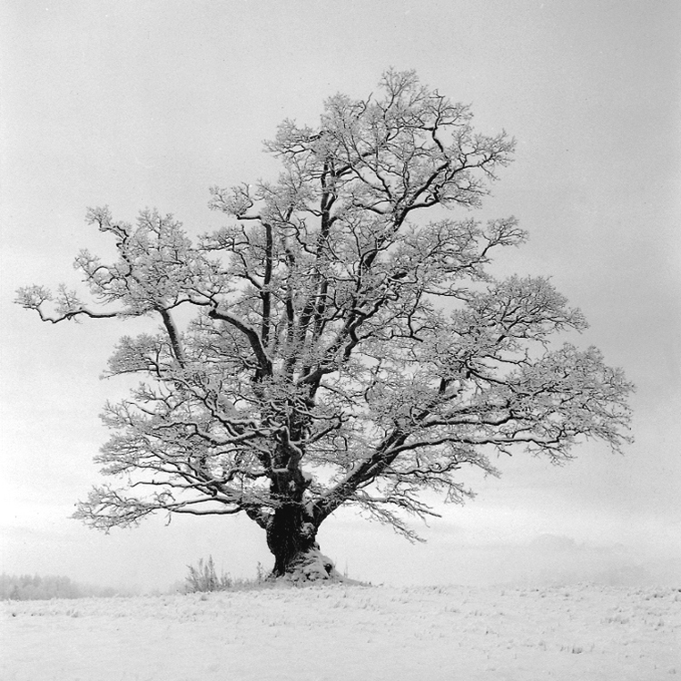 Rimefrost