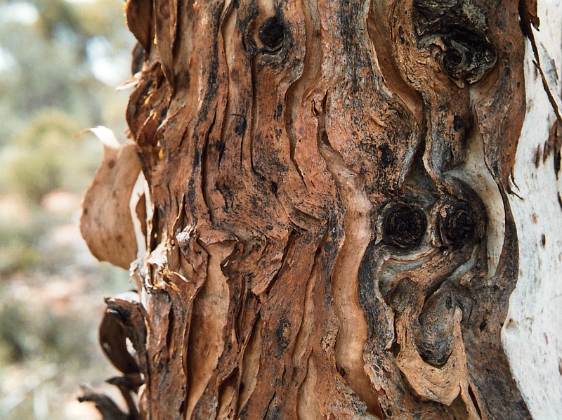 Ripples In The Bark1