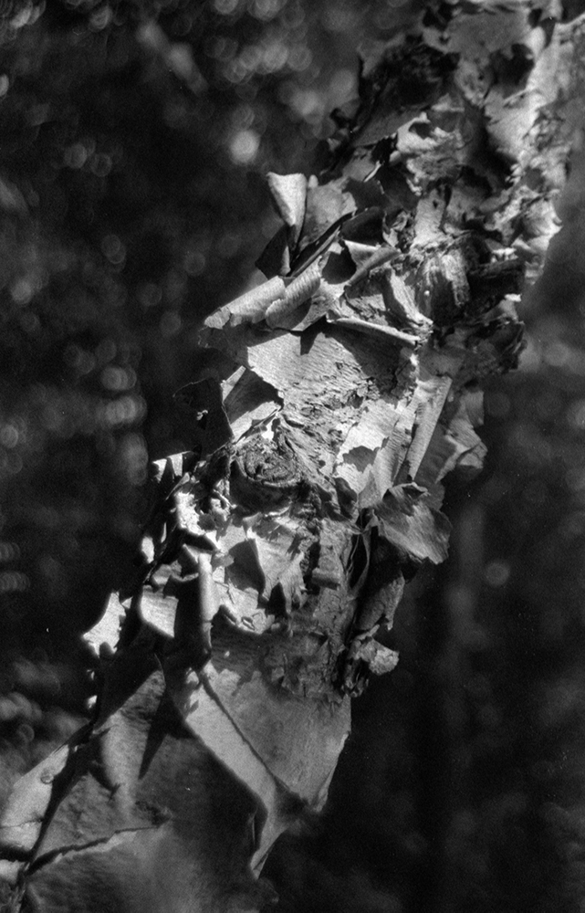River Birch detail