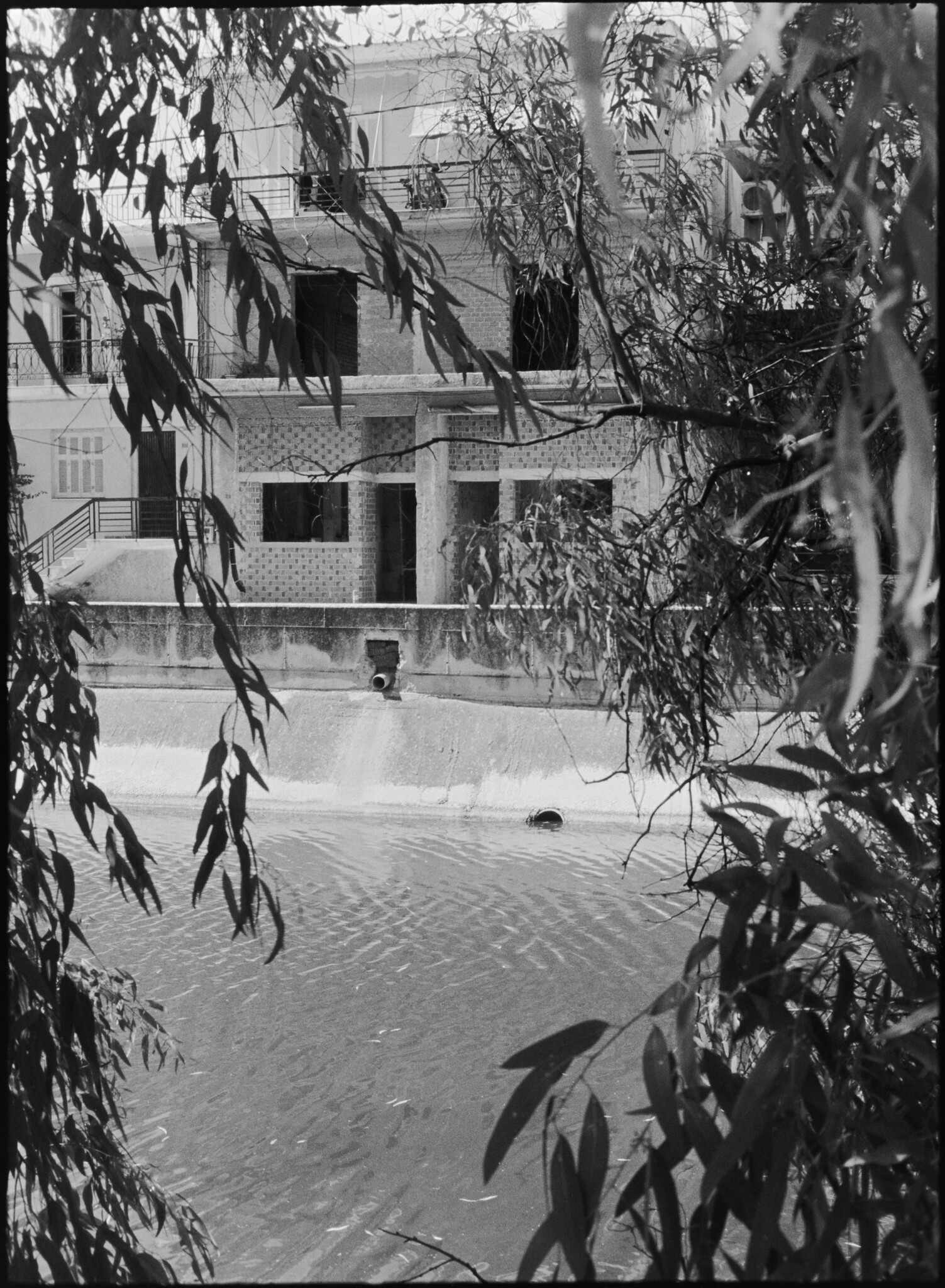 River Eucalyptus