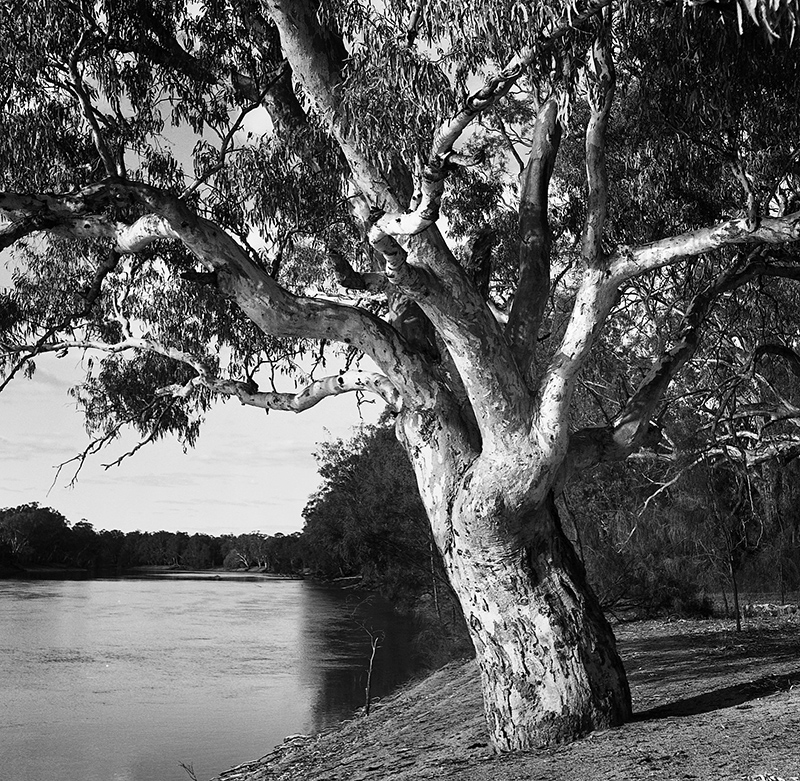River Red Gum