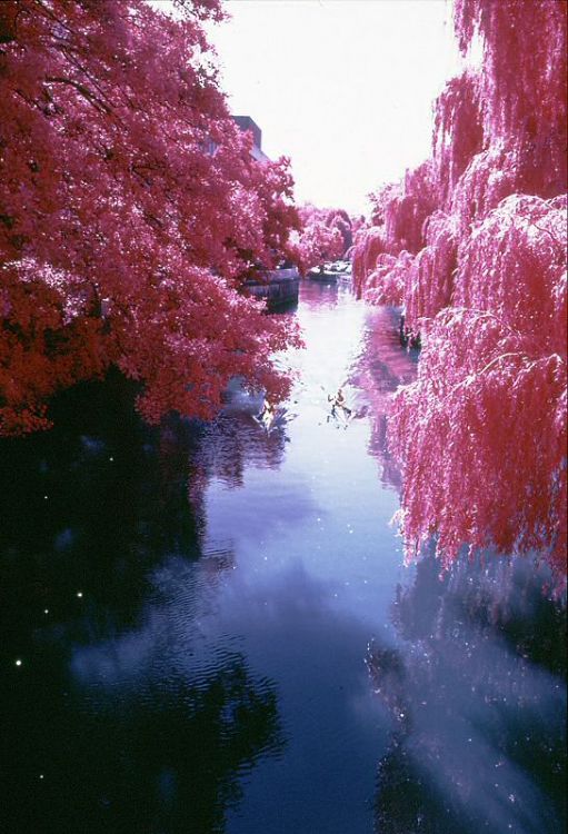 River Wey EIR