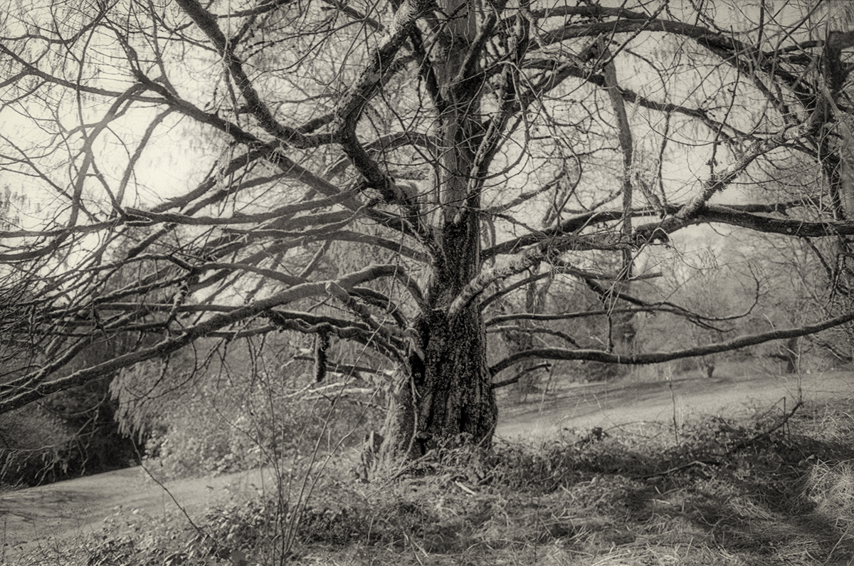 Riverview grounds Weeping Beech tree
