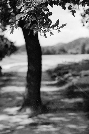Rnd 12: Tree in Ancient Olympia, Greece