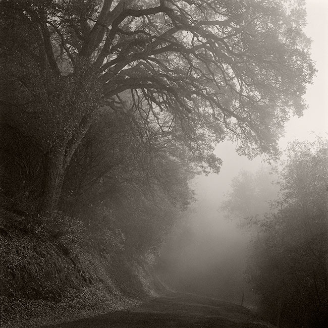 Road and Fog