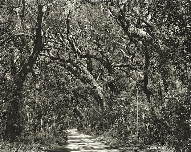 Road to Kingsley Plantation