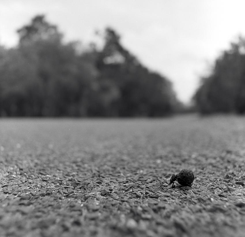 Road Warrior