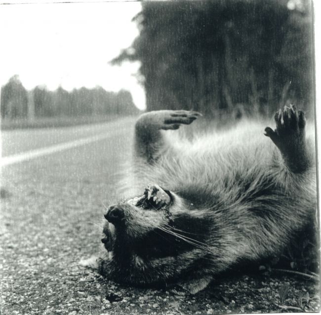 Roadkill