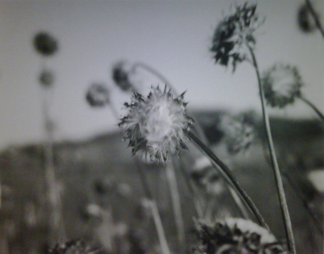 Roadside Thistles