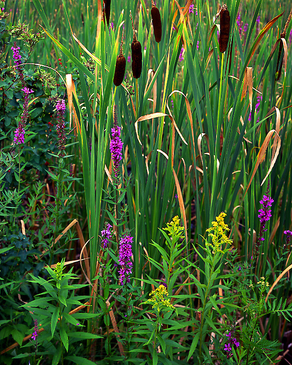 Roadside  -   Tom Johnston