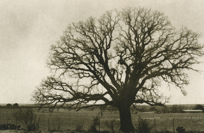 Roadside tree