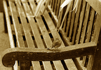Robin on bench