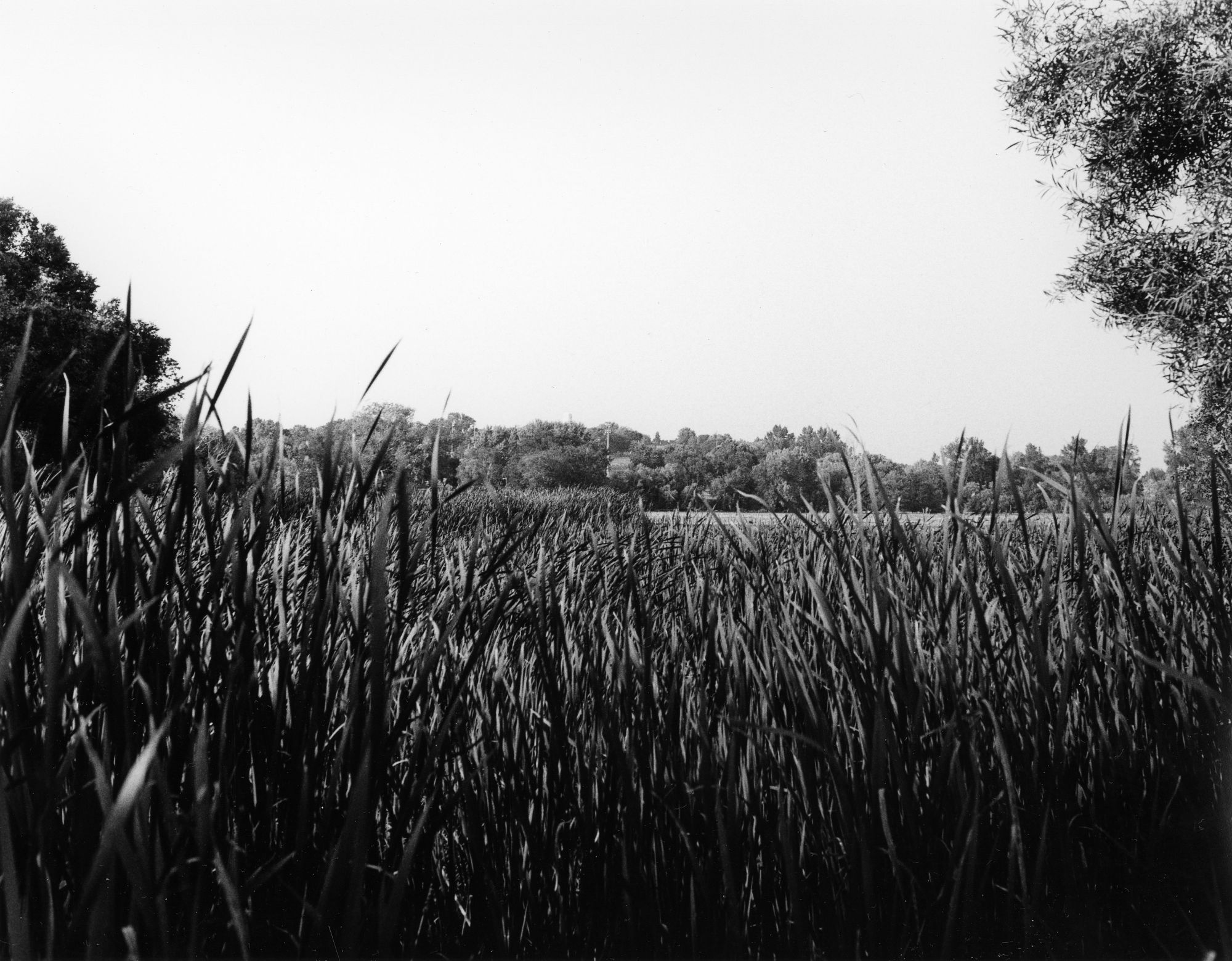 Rock River Reeds