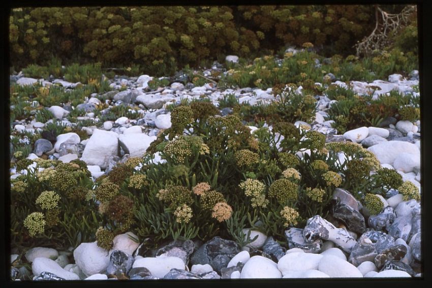 Rock Samphire.
