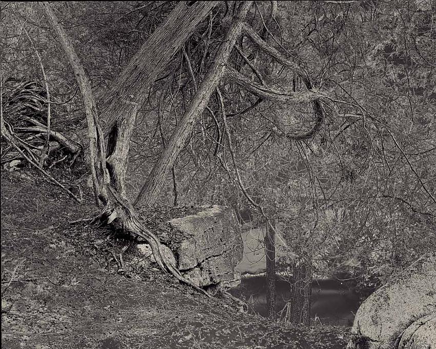 Rocks and Trees