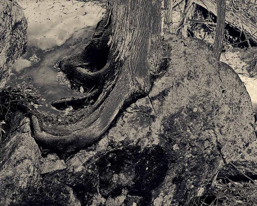 Rocks and Trees