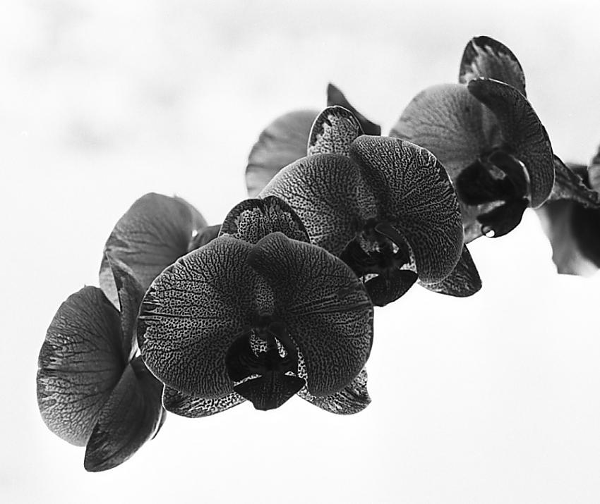 rodinal-1 250055 pahal2