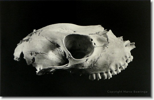 Roe-deer skull