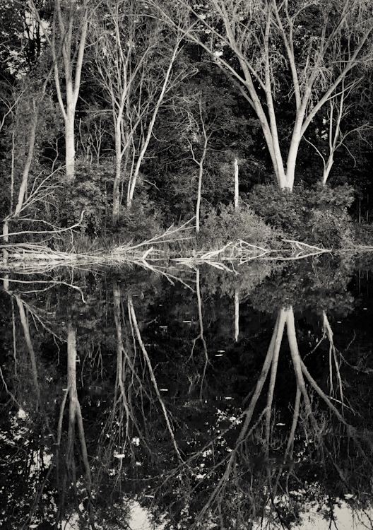 Rogue River Relfections
