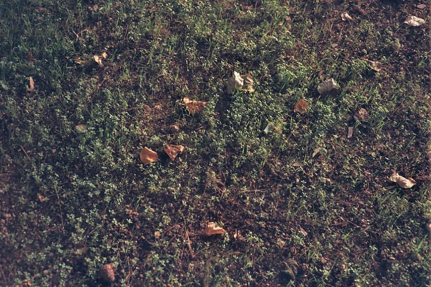 Rollei 35S 40mm Sonnar f.2.8 with Fuji