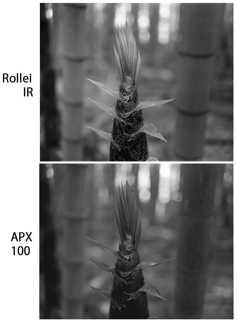 Rollei 400 IR VS Agfapan APX 100