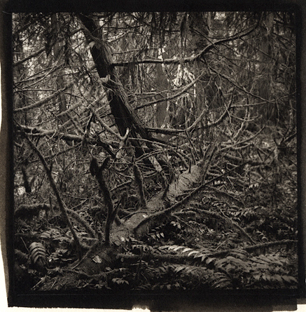 Rolleiflex Platinums