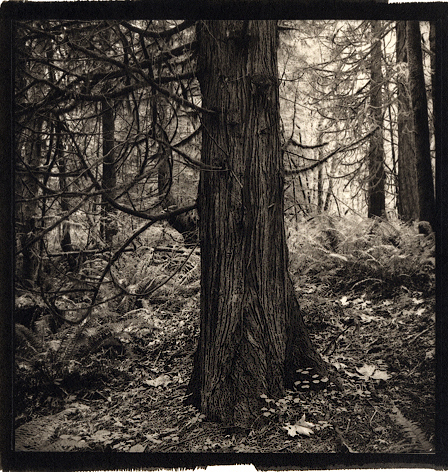 Rolleiflex Platinums