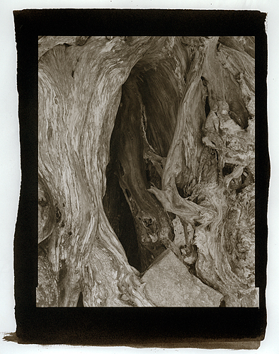 Root and Rock, Maripose Grove 2008