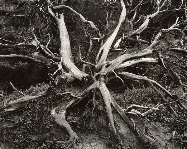 Root Structure