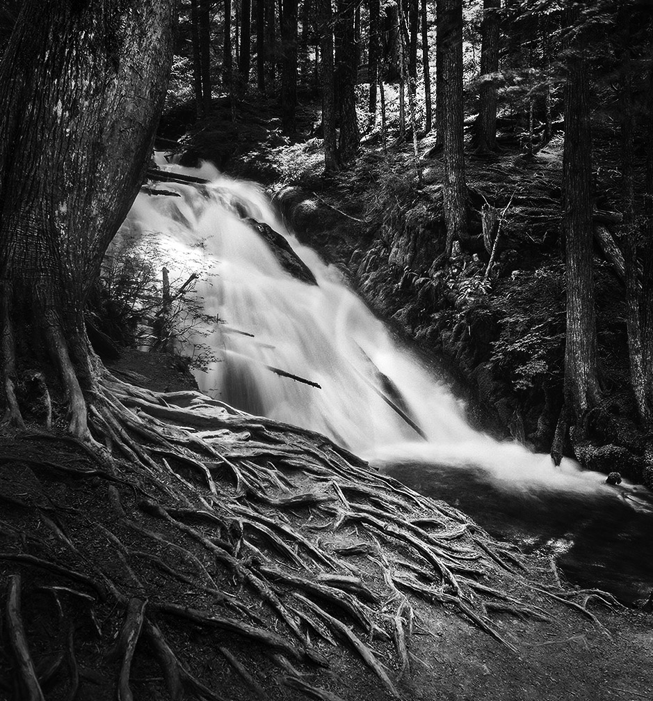 Root Torrent