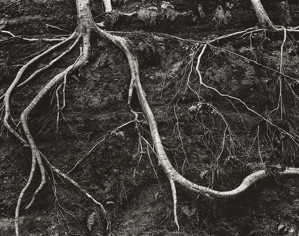Roots #2