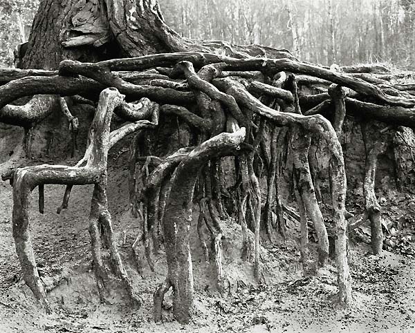 Roots (2)