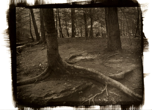 Roots - Catoctin Mountain Park