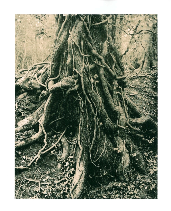 Roots & Ivy
