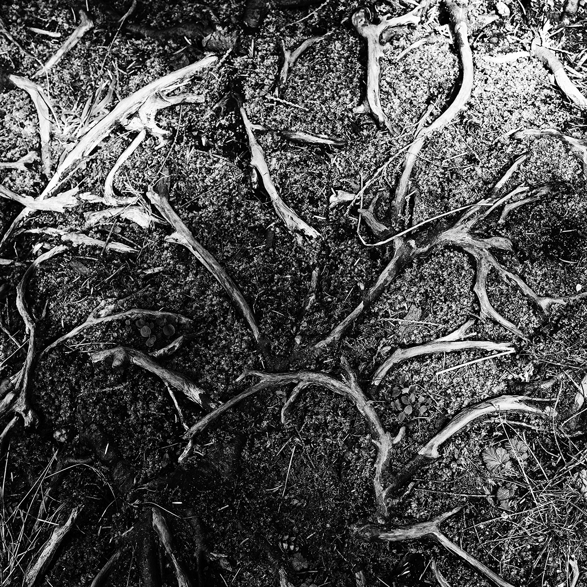 roots moss and grass