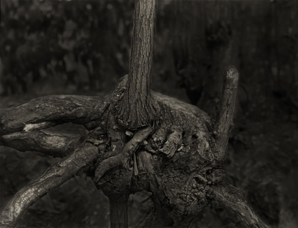 Roots Parque Guell Barcelona