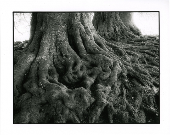 Roots