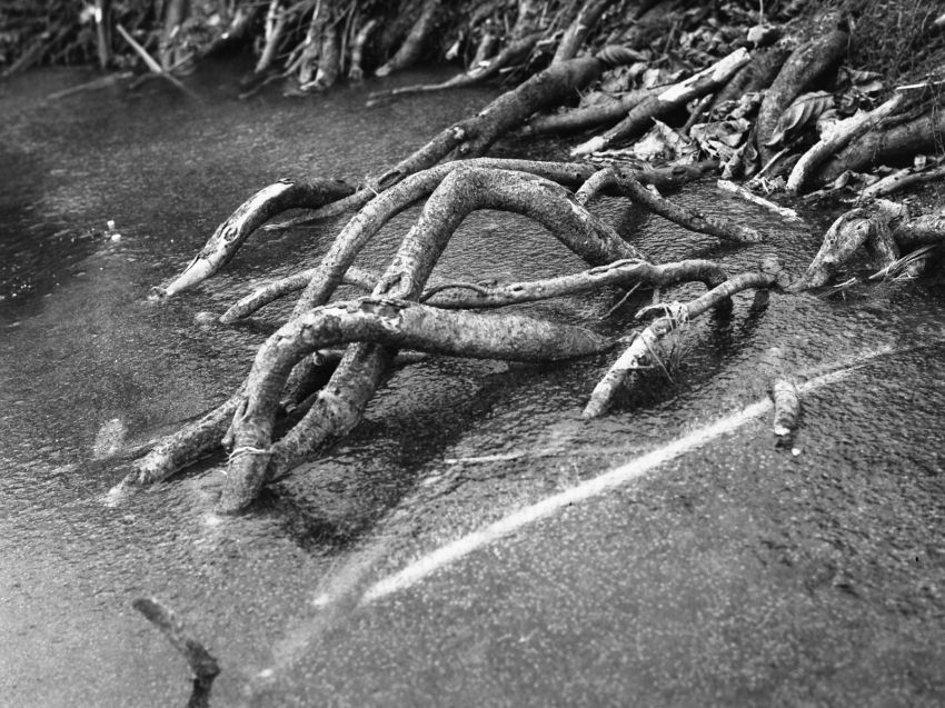 roots