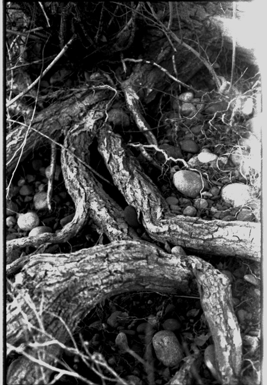 Roots