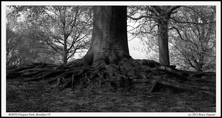 Roots