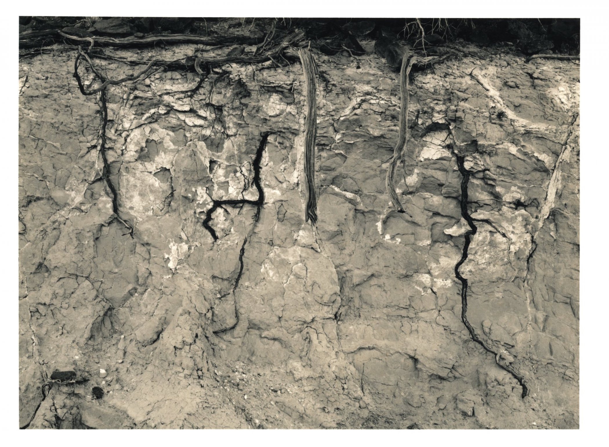 Roots