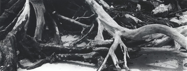 Roots