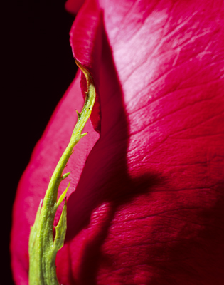 Rose 02